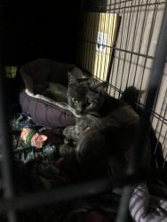 Found/Stray Female Cat last seen 63rd ave , Salem, OR 97305