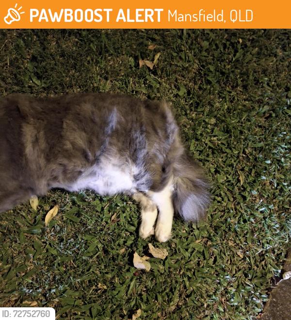 Found/Stray Unknown Cat last seen Brisbane adventist college, Mansfield, QLD 4122