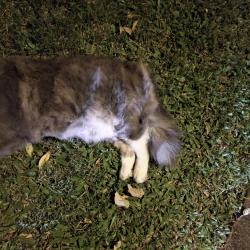 Found/Stray Unknown Cat last seen Brisbane adventist college, Mansfield, QLD 4122