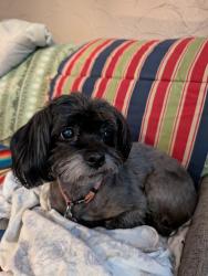 Lost Female Dog last seen Pulaski and Harding Ave, Chicago, IL 60647