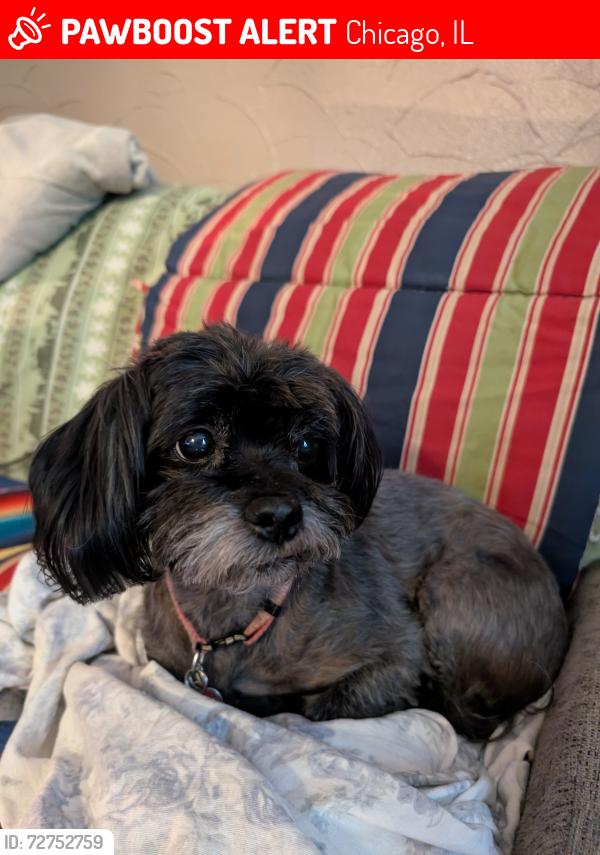 Lost Female Dog last seen Pulaski and Harding Ave, Chicago, IL 60647