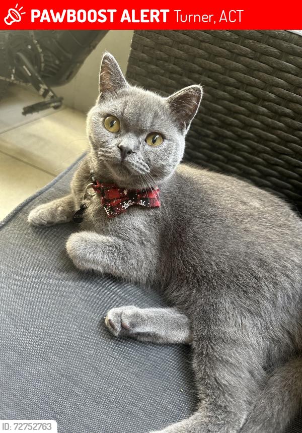 Lost Male Cat last seen turner, Turner, ACT 2612