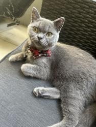 Lost Male Cat last seen turner, Turner, ACT 2612