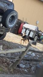 Found/Stray Female Dog last seen Lower huntington , Fort Wayne, IN 46809