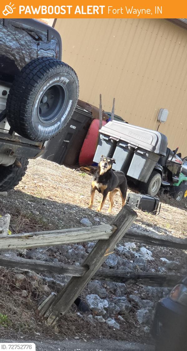 Found/Stray Female Dog last seen Lower huntington , Fort Wayne, IN 46809