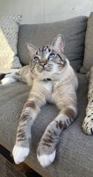 Lost Male Cat last seen Hyde Road, Yeronga , Yeronga, QLD 4104