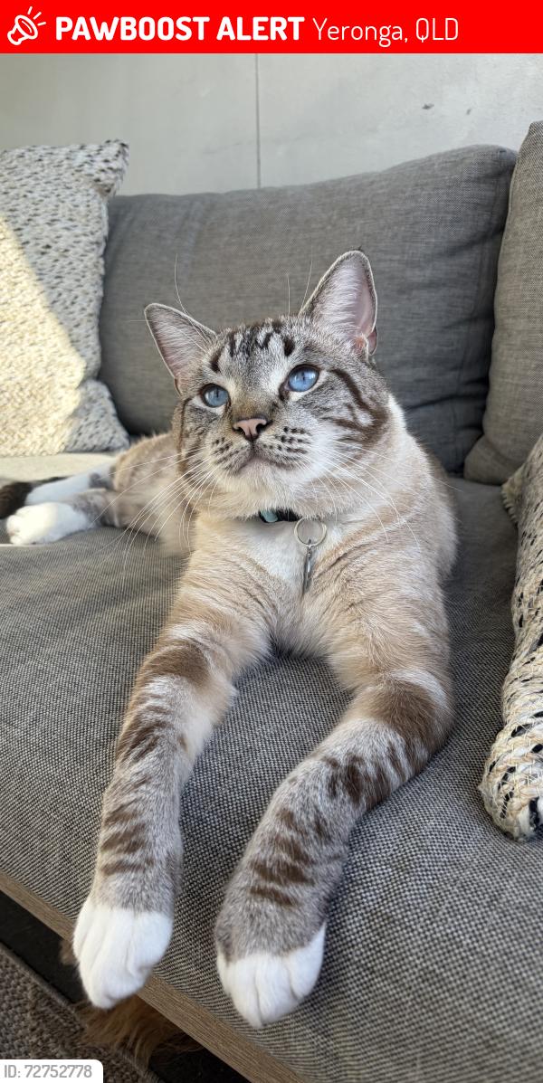 Lost Male Cat last seen Hyde Road, Yeronga , Yeronga, QLD 4104