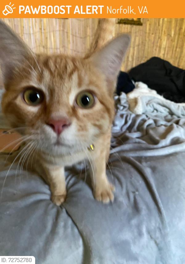Found/Stray Male Cat last seen Colonial Ave and 36th St, Norfolk, VA 23508