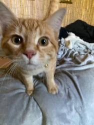 Found/Stray Male Cat last seen Colonial Ave and 36th St, Norfolk, VA 23508