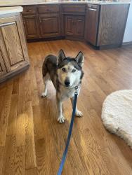 Found/Stray Male Dog last seen East Kessler Blvd and 56th St, Indianapolis, IN 46205