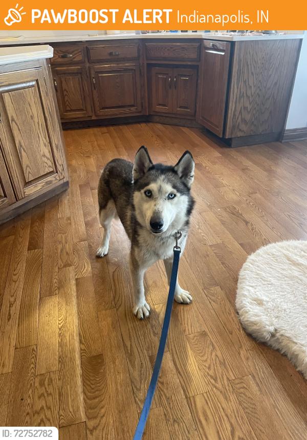 Found/Stray Male Dog last seen East Kessler Blvd and 56th St, Indianapolis, IN 46205