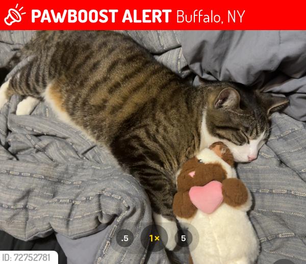 Lost Male Cat last seen Near Trowbridge st, Buffalo, NY 14220