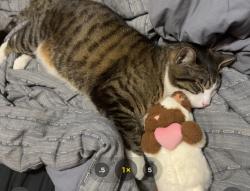 Lost Male Cat last seen Near Trowbridge st, Buffalo, NY 14220