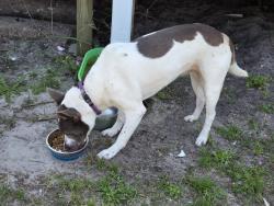 Lost Female Dog last seen Gibbs Rd, Pensacola, FL 32507