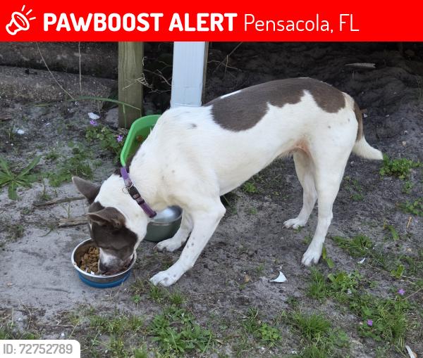 Lost Female Dog last seen Gibbs Rd, Pensacola, FL 32507