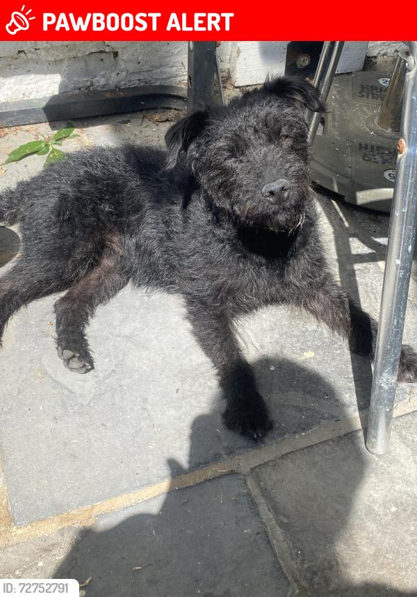 Lost Female Dog last seen Victoria park , Greater London, England E9 5HT