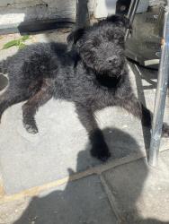 Lost Female Dog last seen Victoria park , Greater London, England E9 5HT