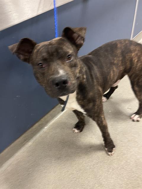 Shelter Stray Male Dog last seen Near BLOCK SW, Doral, FL 33122