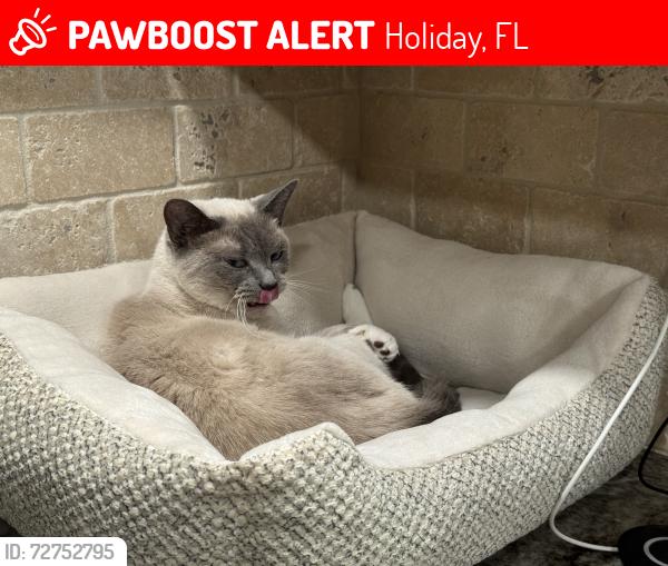 Lost Female Cat last seen Panorama and Forest Hills Drive, Holiday, FL 34690