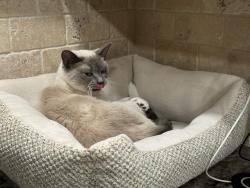 Lost Female Cat last seen Panorama and Forest Hills Drive, Holiday, FL 34690