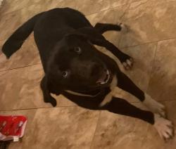 Lost Male Dog last seen Unity Church on Tom Hall St, Fort Mill, SC 29715