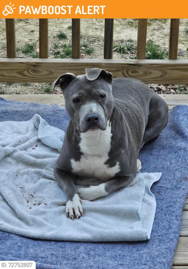 Found/Stray Female Dog last seen Lewis Chapel Road, Graysville, TN 37338