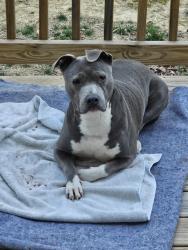 Found/Stray Female Dog last seen Lewis Chapel Road, Graysville, TN 37338