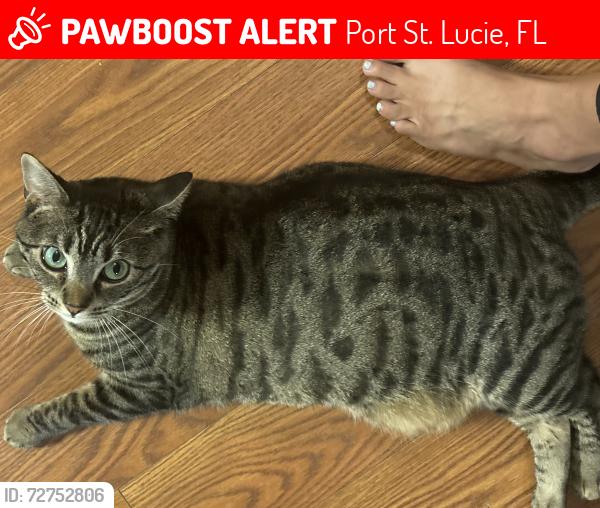 Lost Female Cat last seen Melaleuca , Port St. Lucie, FL 34952