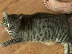 Lost Female Cat last seen Melaleuca , Port St. Lucie, FL 34952