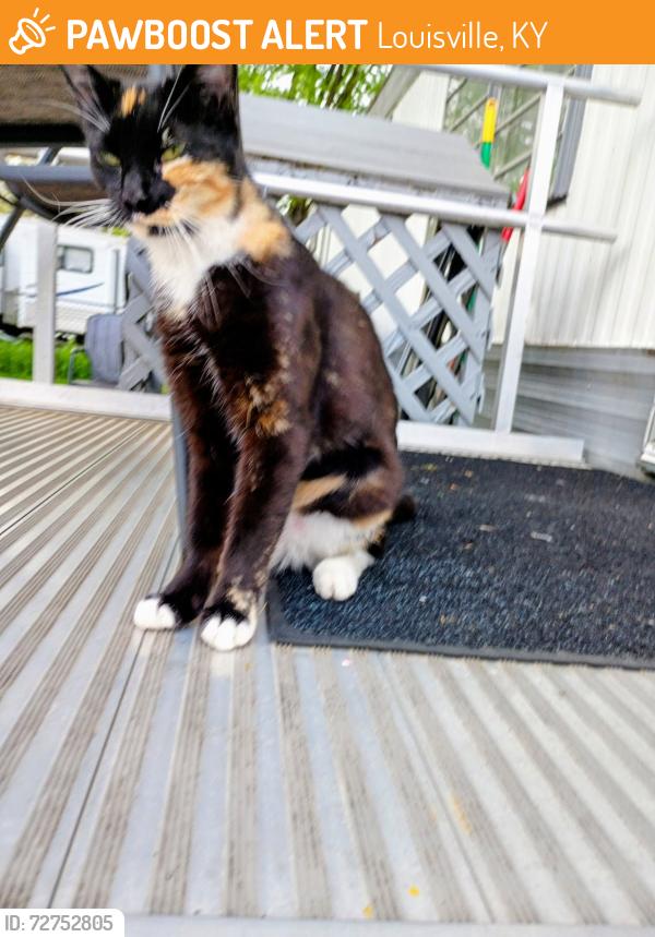 Found/Stray Female Cat last seen Southland trailer park, Louisville, KY 40118