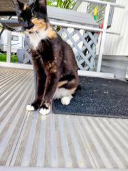 Found/Stray Female Cat last seen Southland trailer park, Louisville, KY 40118