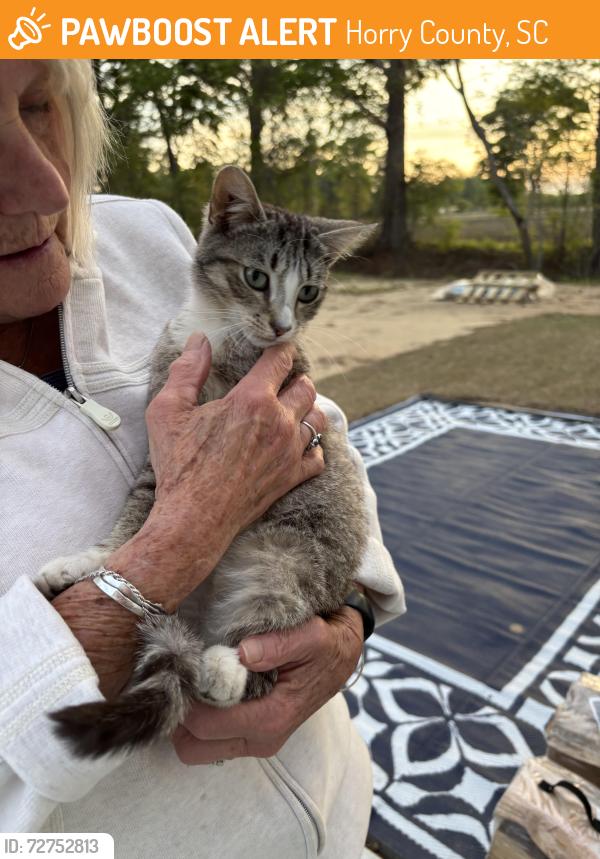Found/Stray Male Cat last seen Gabriel rd, Horry County, SC 29569
