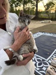 Found/Stray Male Cat last seen Gabriel rd, Horry County, SC 29569