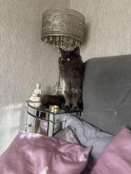 Lost Male Cat last seen webdell court, Norfolk, England NR1 2NB