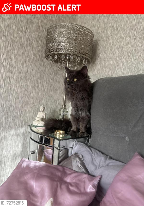 Lost Male Cat last seen webdell court, Norfolk, England NR1 2NB