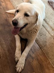 Found/Stray Female Dog last seen Near interstate 20 w weatherford tx 76088, Weatherford, TX 76088