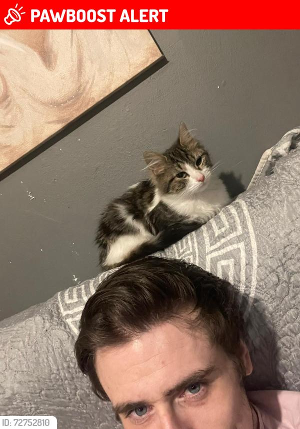 Lost Female Cat last seen Garratt lane / earlsfield road, Greater London, England 