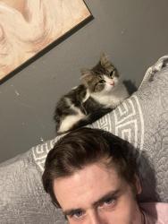Lost Female Cat last seen Garratt lane / earlsfield road, Greater London, England 