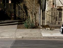 Found/Stray Unknown Cat last seen Between Ft Hamilton & Greenwood , Brooklyn, NY 11218
