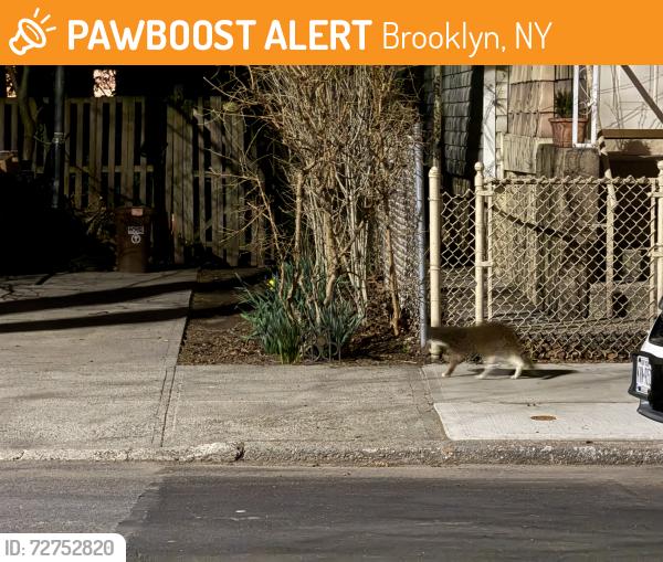 Found/Stray Unknown Cat last seen Between Ft Hamilton & Greenwood , Brooklyn, NY 11218