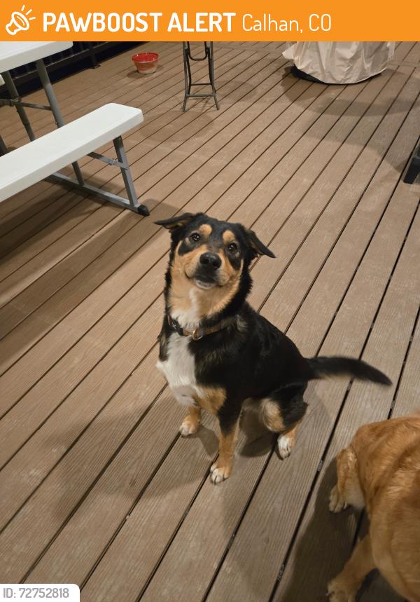 Found/Stray Male Dog last seen Ellicott Hwy & Murphy Rd, Calhan, CO 80808
