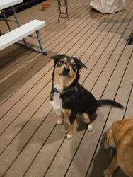 Found/Stray Male Dog last seen Ellicott Hwy & Murphy Rd, Calhan, CO 80808