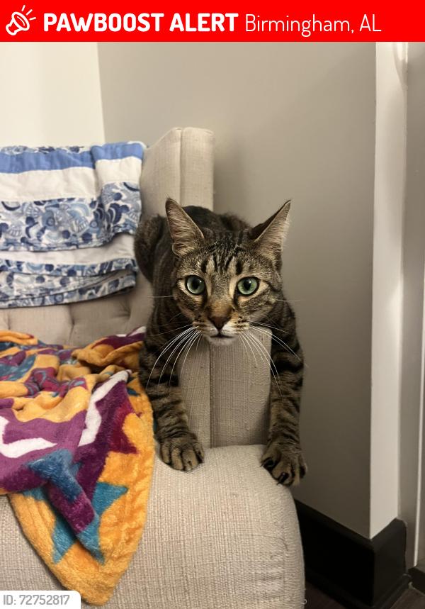 Lost Male Cat last seen Roebuck Blvd near Hawkins Park Recreation Center , Birmingham, AL 35206