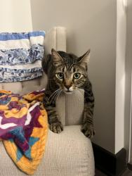 Lost Male Cat last seen Roebuck Blvd near Hawkins Park Recreation Center , Birmingham, AL 35206