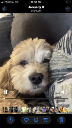 Lost Male Dog last seen Bourbon Beale, Milwaukee, WI 53224