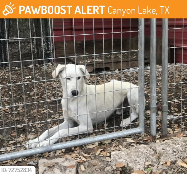 Found/Stray Male Dog last seen Sir Arthur , Canyon Lake, TX 78133