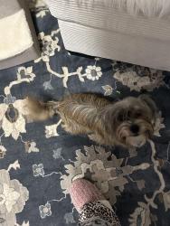 Found/Stray Female Dog last seen Spencer ok , Spencer, OK 73084