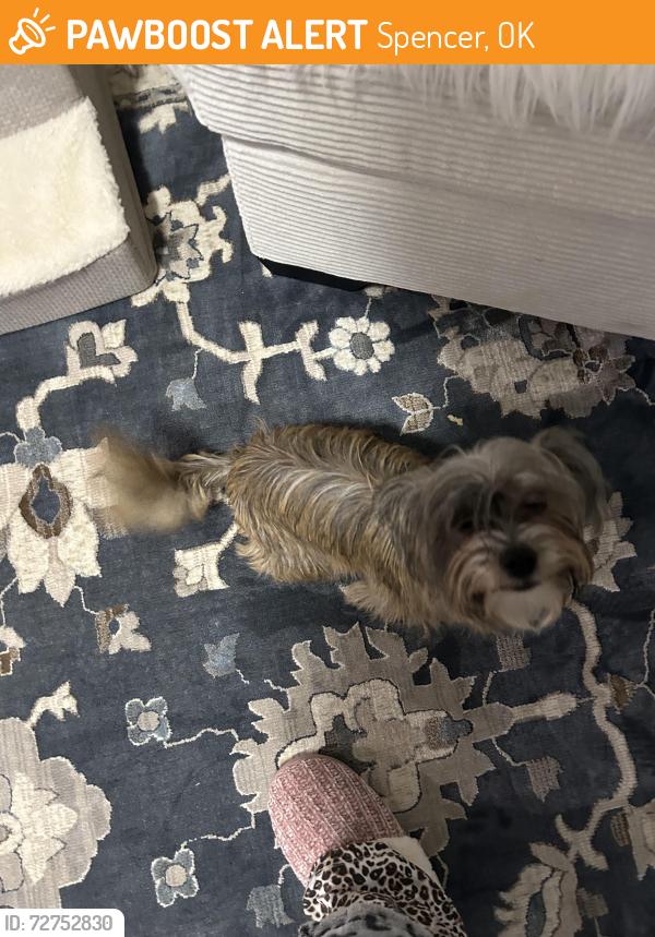 Found/Stray Female Dog last seen Spencer ok , Spencer, OK 73084
