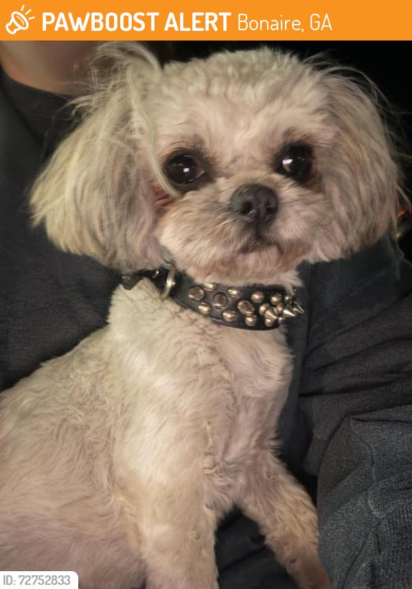 Found/Stray Female Dog last seen Beechwood Dr, Bonaire, GA 31005