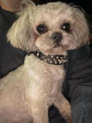 Found/Stray Female Dog last seen Beechwood Dr, Bonaire, GA 31005